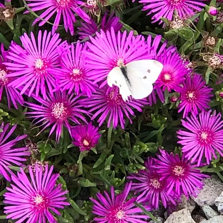 La Bonauda Affittacamere 3*