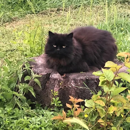 La Bonauda Affittacamere 3*