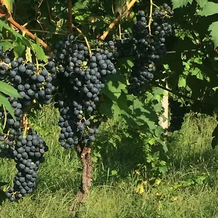 Affittacamere La Bonauda 3*